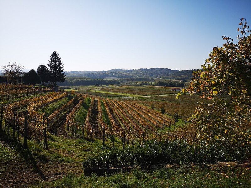 Vigneti del Collio in autunno